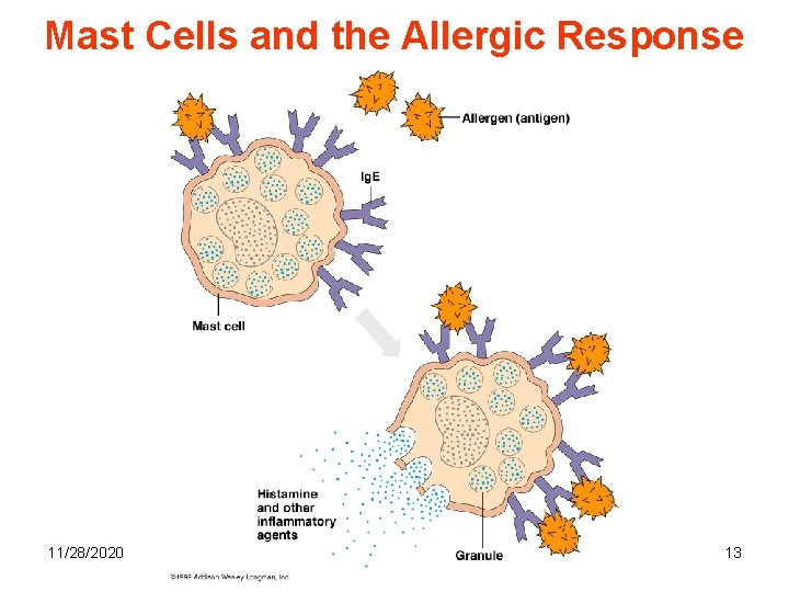 Mast Cells and the Allergic Response 11/28/2020 13 
