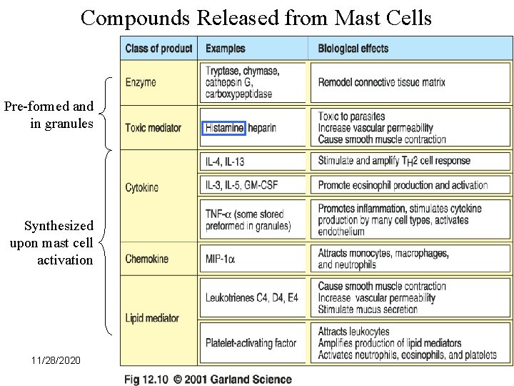 Compounds Released from Mast Cells Pre-formed and in granules Synthesized upon mast cell activation