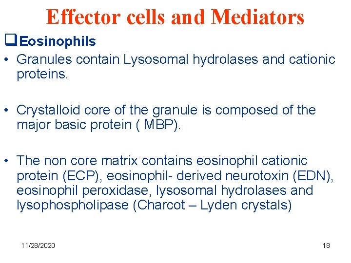 Effector cells and Mediators q. Eosinophils • Granules contain Lysosomal hydrolases and cationic proteins.