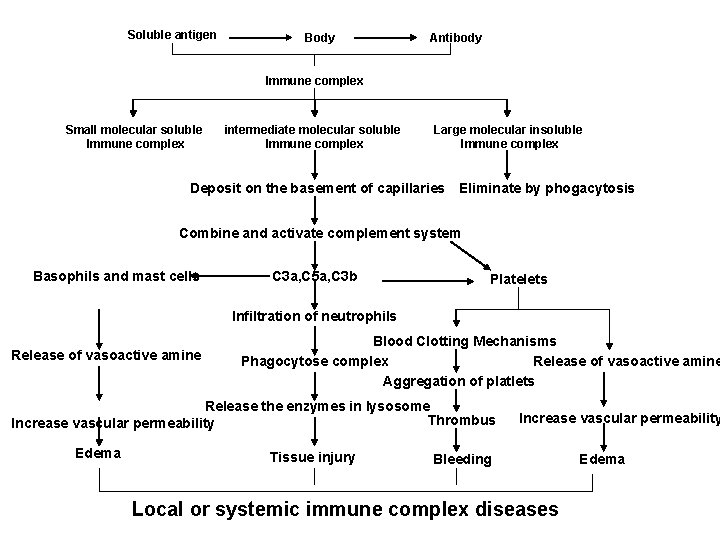 Soluble antigen Body Antibody Immune complex Small molecular soluble Immune complex intermediate molecular soluble