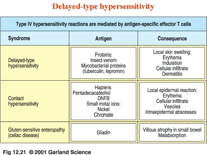 Delayed-type hypersensitivity 11/28/2020 47 