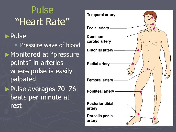 Pulse “Heart Rate” ►Pulse § Pressure wave of blood ►Monitored at “pressure points” in
