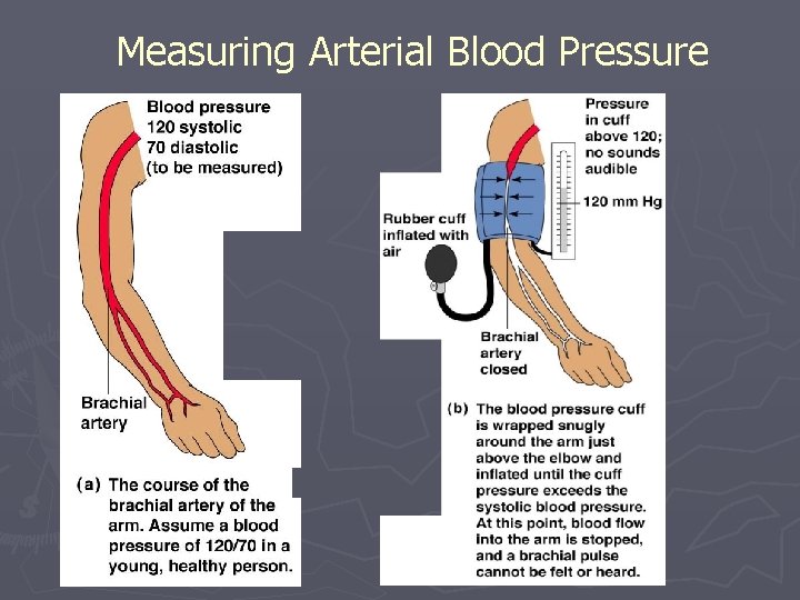 Measuring Arterial Blood Pressure 