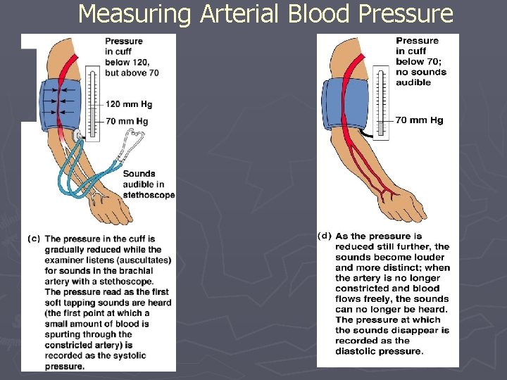 Measuring Arterial Blood Pressure 