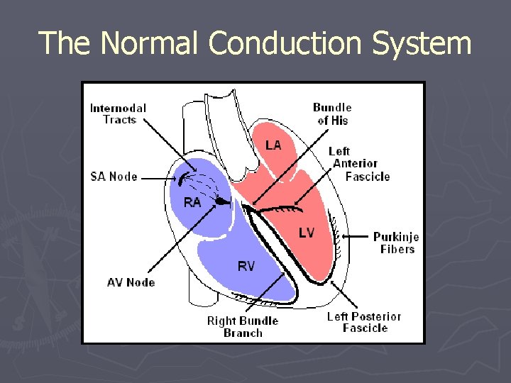 The Normal Conduction System 
