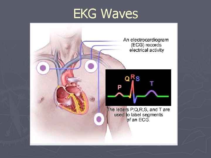 EKG Waves 
