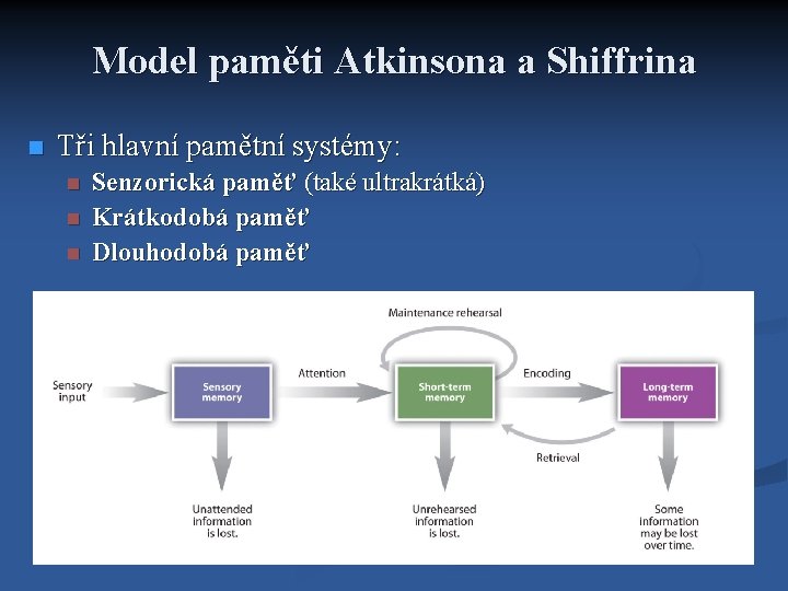 Model paměti Atkinsona a Shiffrina Tři hlavní pamětní systémy: Senzorická paměť (také ultrakrátká) Krátkodobá