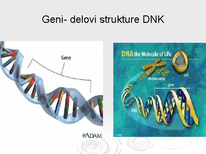 Geni- delovi strukture DNK 