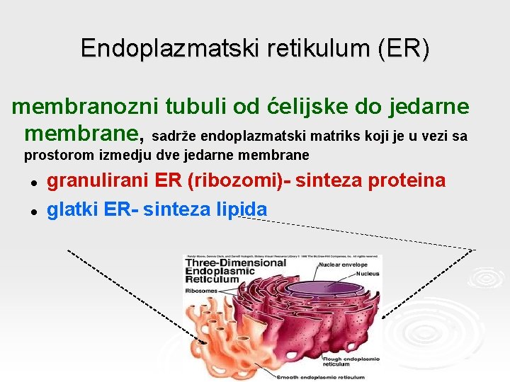 Endoplazmatski retikulum (ER) membranozni tubuli od ćelijske do jedarne membrane, sadrže endoplazmatski matriks koji
