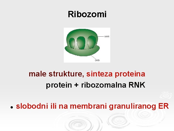 Ribozomi male strukture, sinteza protein + ribozomalna RNK l slobodni ili na membrani granuliranog