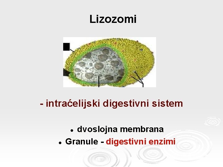 Lizozomi - intraćelijski digestivni sistem dvoslojna membrana Granule - digestivni enzimi l l 