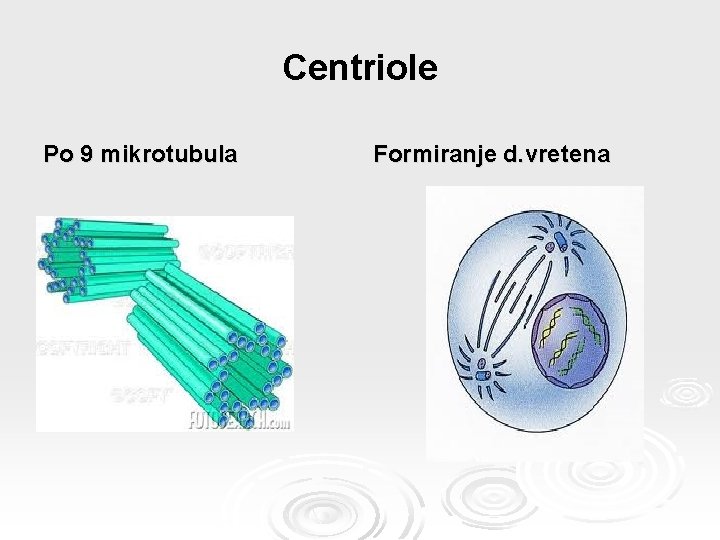 Centriole Po 9 mikrotubula Formiranje d. vretena 