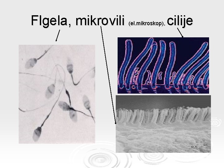 Flgela, mikrovili (el. mikroskop), cilije 
