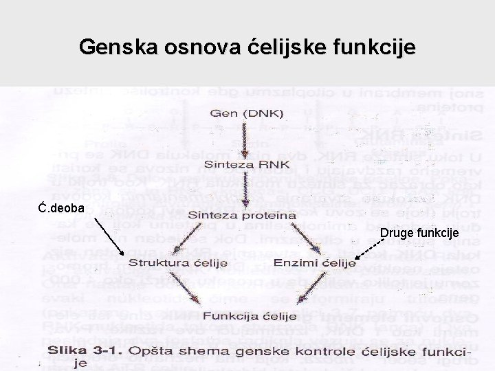 Genska osnova ćelijske funkcije Ć. deoba Druge funkcije 
