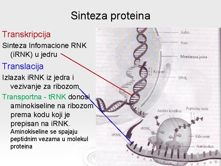 Sinteza proteina Transkripcija Sinteza Infomacione RNK (i. RNK) u jedru Translacija Izlazak i. RNK