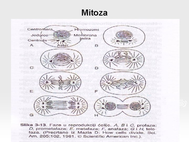 Mitoza 