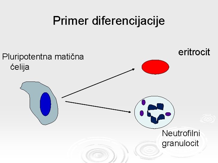 Primer diferencijacije Pluripotentna matična ćelija eritrocit Neutrofilni granulocit 
