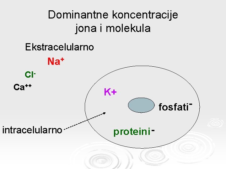 Dominantne koncentracije jona i molekula Ekstracelularno Na+ Cl. Ca++ K+ fosfati- intracelularno proteini -