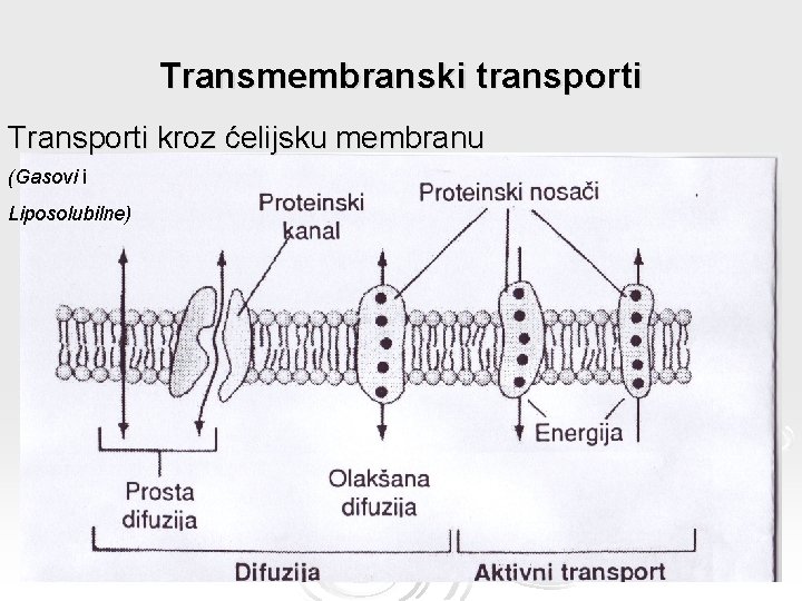 Transmembranski transporti Transporti kroz ćelijsku membranu (Gasovi i Liposolubilne) 