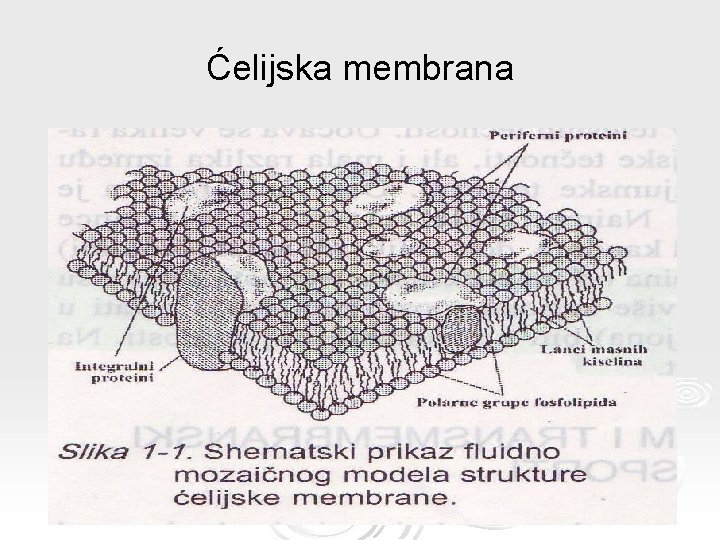 Ćelijska membrana 