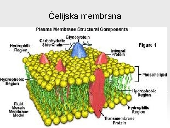Ćelijska membrana 