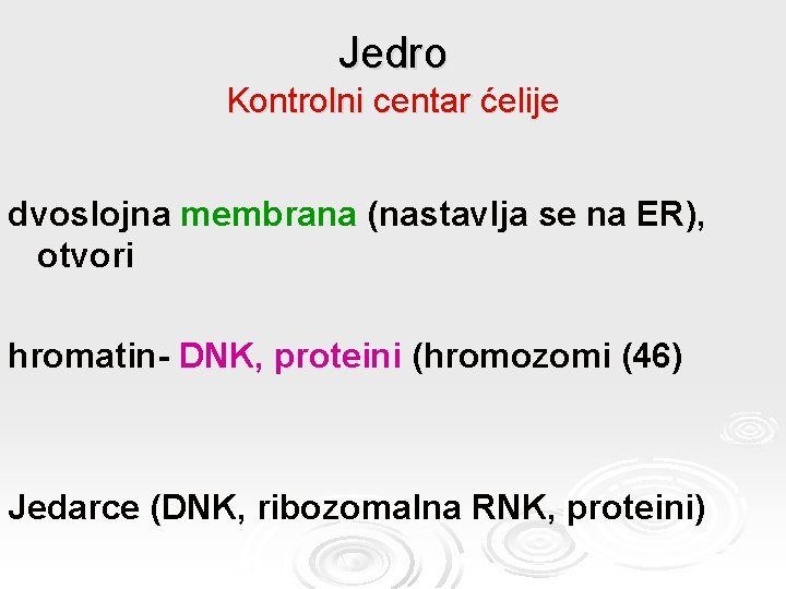 Jedro Kontrolni centar ćelije dvoslojna membrana (nastavlja se na ER), otvori hromatin- DNK, proteini