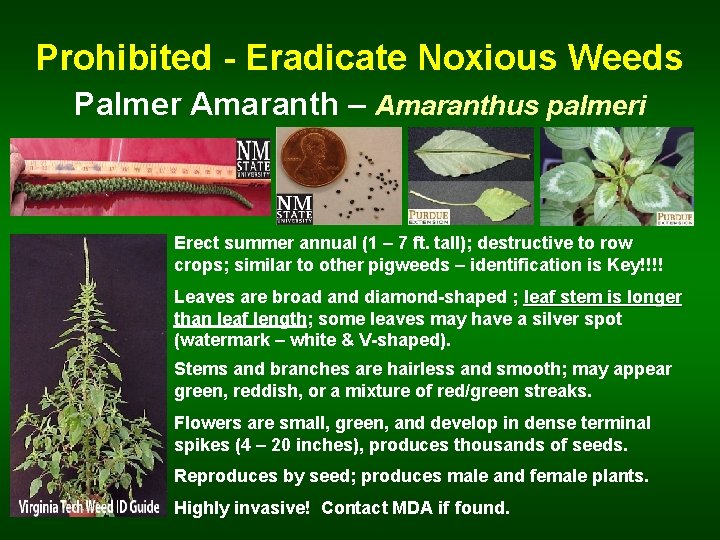 Prohibited - Eradicate Noxious Weeds Palmer Amaranth – Amaranthus palmeri Erect summer annual (1