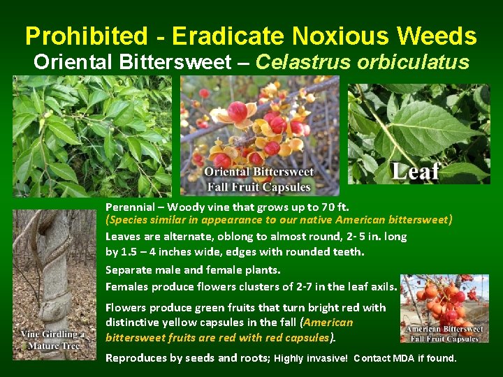 Prohibited - Eradicate Noxious Weeds Oriental Bittersweet – Celastrus orbiculatus Perennial – Woody vine