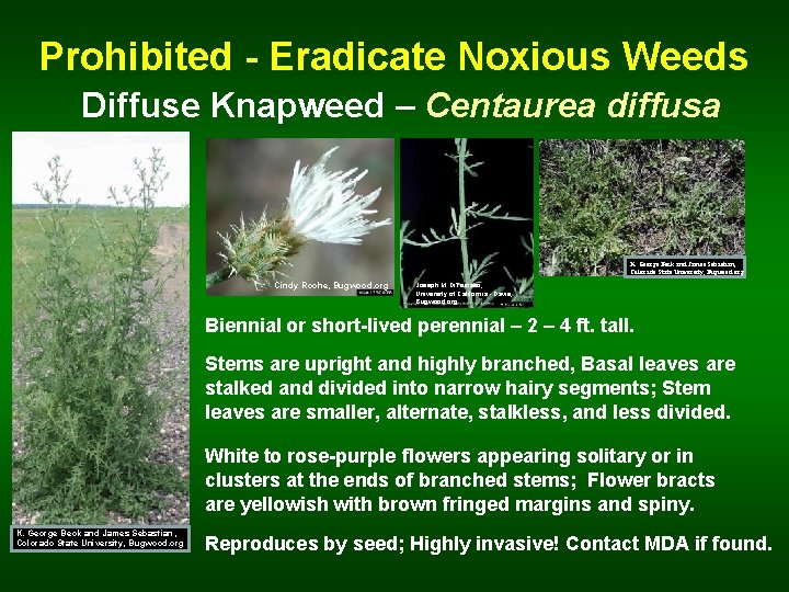 Prohibited - Eradicate Noxious Weeds Diffuse Knapweed – Centaurea diffusa K. George Beck and