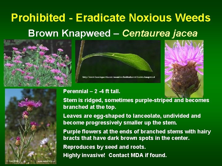 Prohibited - Eradicate Noxious Weeds Brown Knapweed – Centaurea jacea Perennial – 2 -4