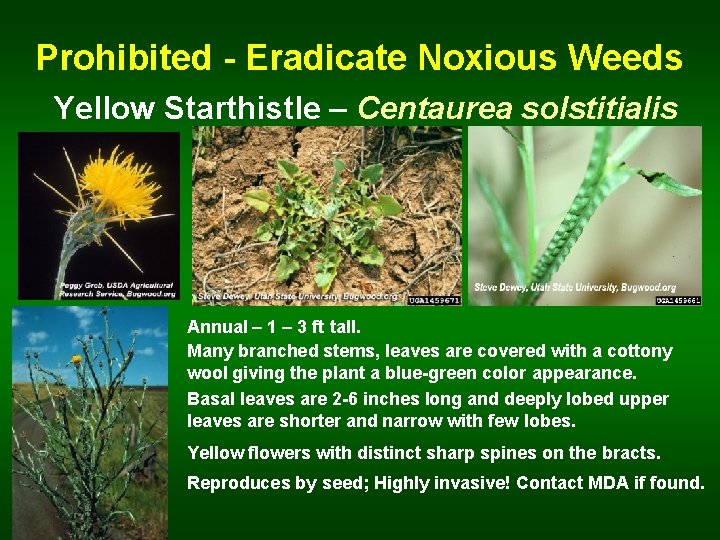 Prohibited - Eradicate Noxious Weeds Yellow Starthistle – Centaurea solstitialis Annual – 1 –