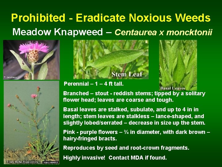 Prohibited - Eradicate Noxious Weeds Meadow Knapweed – Centaurea x moncktonii Perennial – 1