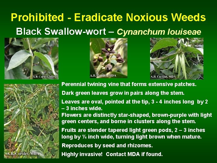 Prohibited - Eradicate Noxious Weeds Black Swallow-wort – Cynanchum louiseae Perennial twining vine that