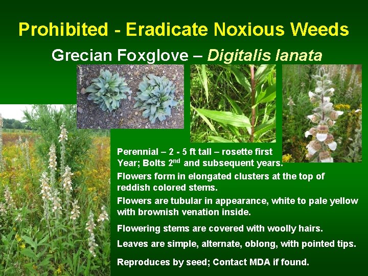 Prohibited - Eradicate Noxious Weeds Grecian Foxglove – Digitalis lanata Perennial – 2 -