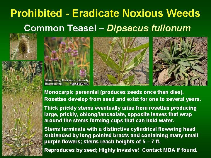 Prohibited - Eradicate Noxious Weeds Common Teasel – Dipsacus fullonum Monocarpic perennial (produces seeds