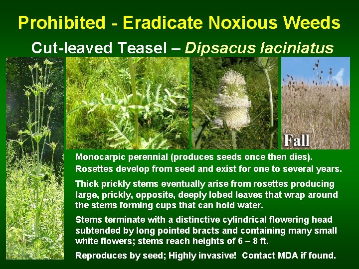 Prohibited - Eradicate Noxious Weeds Cut-leaved Teasel – Dipsacus laciniatus Monocarpic perennial (produces seeds