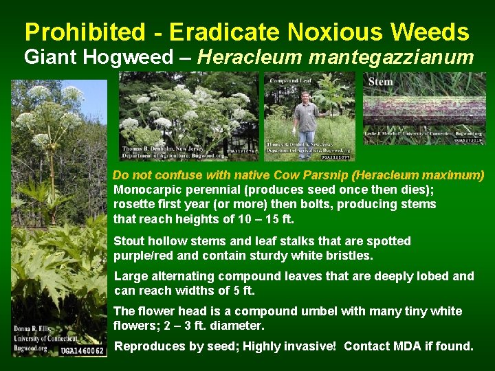 Prohibited - Eradicate Noxious Weeds Giant Hogweed – Heracleum mantegazzianum Do not confuse with