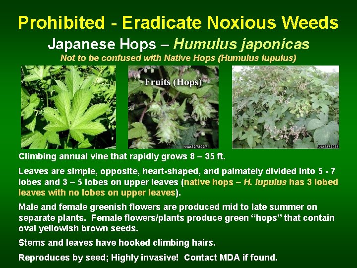 Prohibited - Eradicate Noxious Weeds Japanese Hops – Humulus japonicas Not to be confused