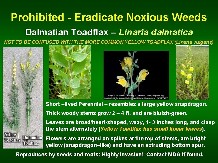 Prohibited - Eradicate Noxious Weeds Dalmatian Toadflax – Linaria dalmatica NOT TO BE CONFUSED