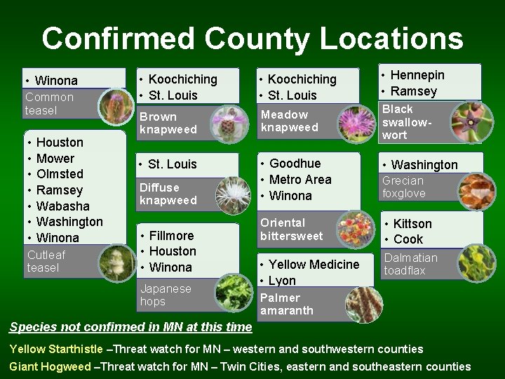 Confirmed County Locations • Winona Common teasel • • Houston Mower Olmsted Ramsey Wabasha