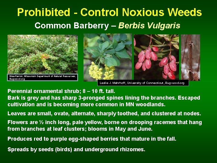  Prohibited - Control Noxious Weeds Common Barberry – Berbis Vulgaris Nisa Karimi, Wisconsin