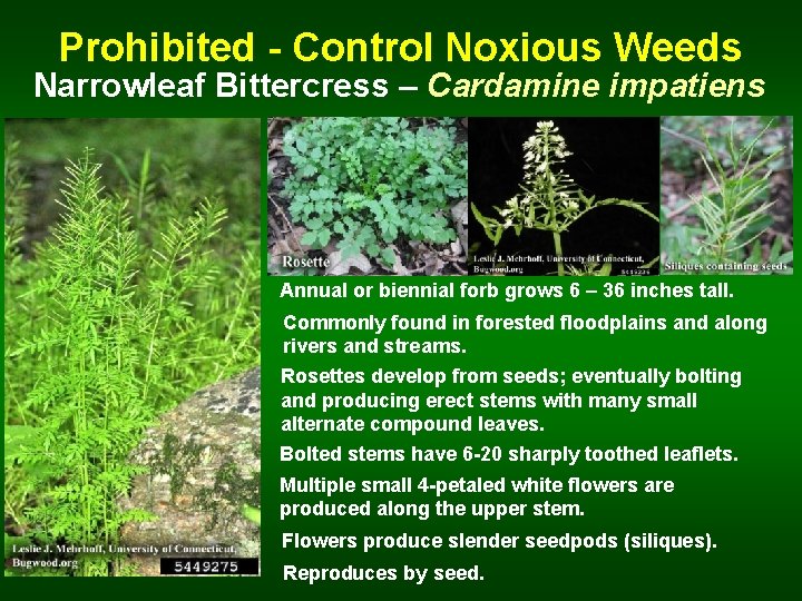 Prohibited - Control Noxious Weeds Narrowleaf Bittercress – Cardamine impatiens Annual or biennial forb