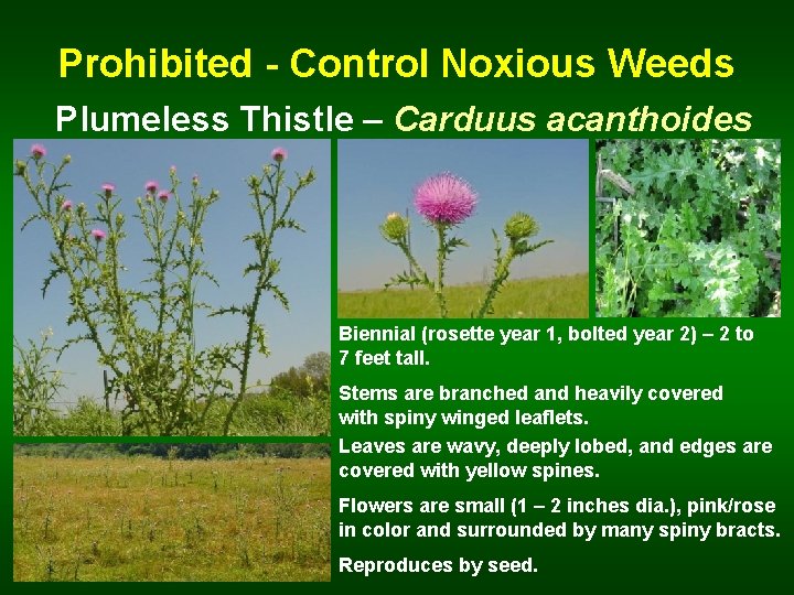 Prohibited - Control Noxious Weeds Plumeless Thistle – Carduus acanthoides Biennial (rosette year 1,