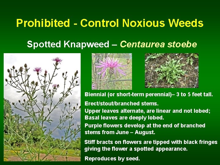Prohibited - Control Noxious Weeds Spotted Knapweed – Centaurea stoebe Biennial (or short-term perennial)–