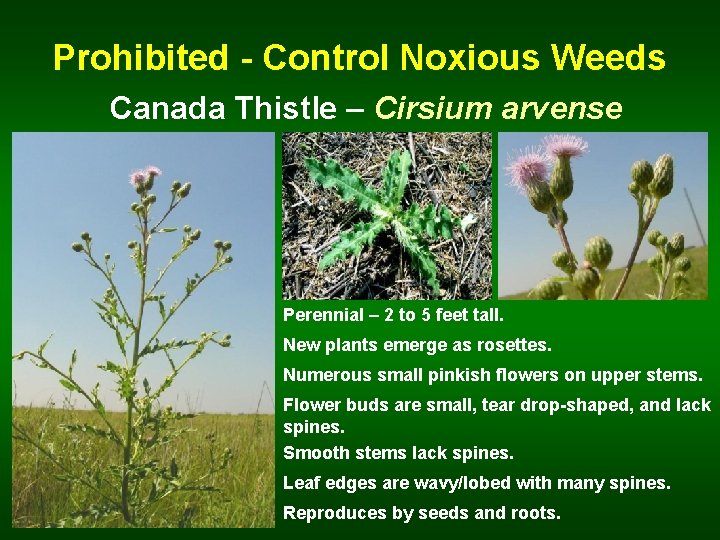 Prohibited - Control Noxious Weeds Canada Thistle – Cirsium arvense Perennial – 2 to