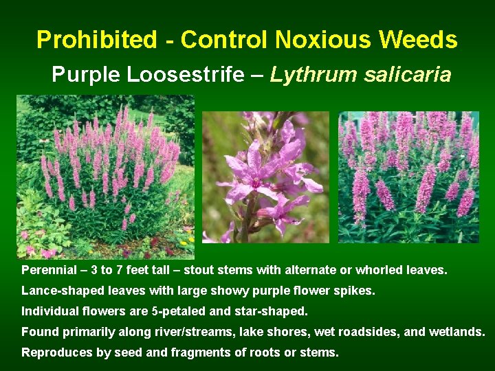 Prohibited - Control Noxious Weeds Purple Loosestrife – Lythrum salicaria Perennial – 3 to