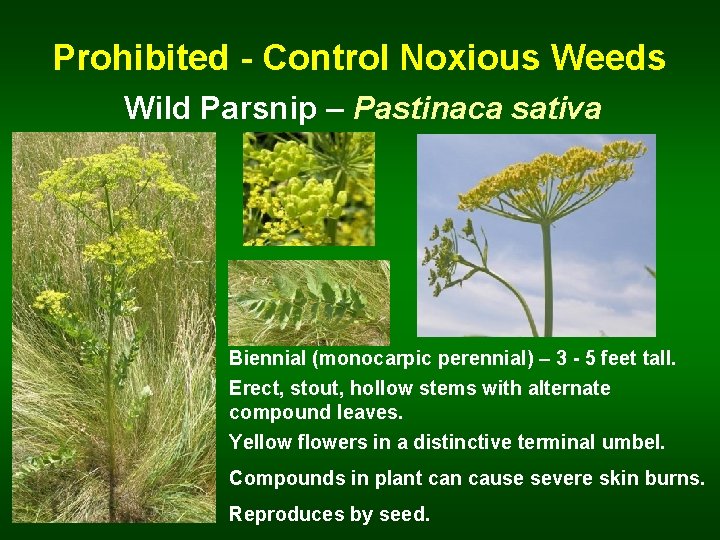 Prohibited - Control Noxious Weeds Wild Parsnip – Pastinaca sativa Biennial (monocarpic perennial) –