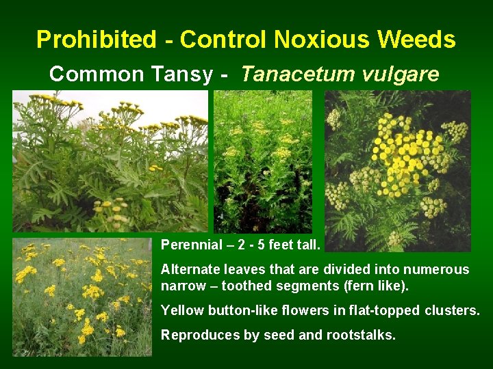 Prohibited - Control Noxious Weeds Common Tansy - Tanacetum vulgare Perennial – 2 -