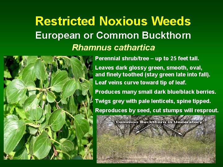  Restricted Noxious Weeds European or Common Buckthorn Rhamnus cathartica Perennial shrub/tree – up