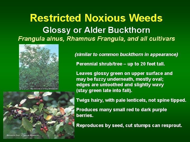  Restricted Noxious Weeds Glossy or Alder Buckthorn Frangula alnus, Rhamnus Frangula, and all